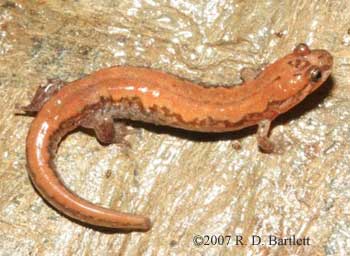 Desmognathus carolinensis