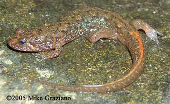 Desmognathus conanti