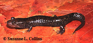 Desmognathus folkertsi