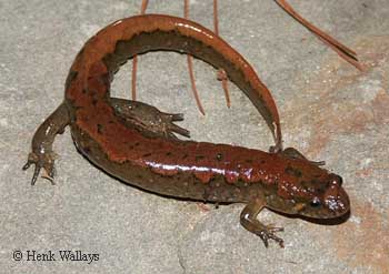 Desmognathus fuscus