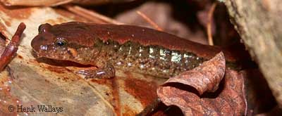 Desmognathus fuscus