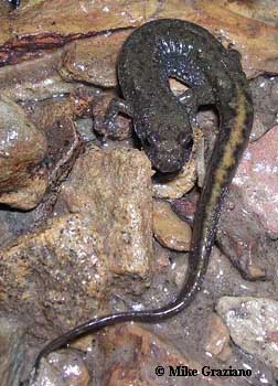 Desmognathus fuscus