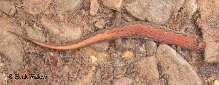 Desmognathus fuscus