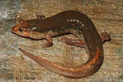 Desmognathus fuscus