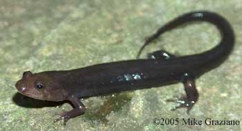 Desmognathus imitator