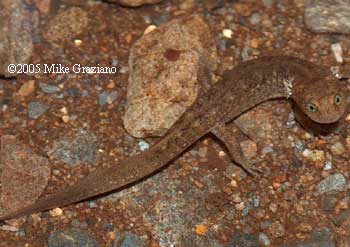 Desmognathus marmoratus