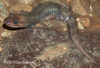 Desmognathus marmoratus