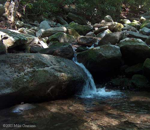 Desmognathus habitat