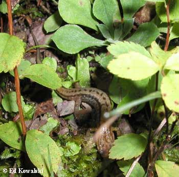 Desmognathus ochrophaeus