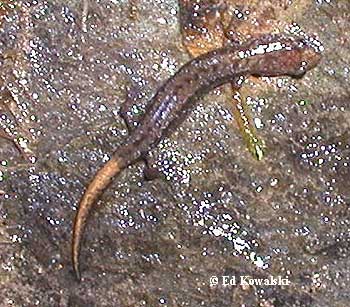 Desmognathus ochrophaeus