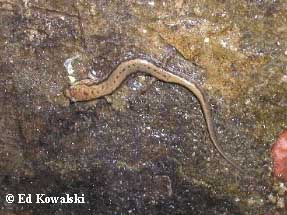 Desmognathus ochrophaeus