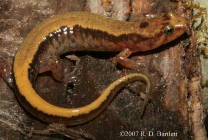 Desmognathus ocoee