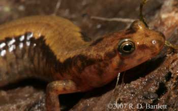 Desmognathus ocoee