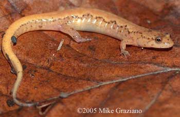 Desmognathus orestes