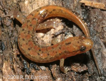 Desmognathus planiceps