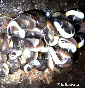 Desmognathus quadramaculatus eggs