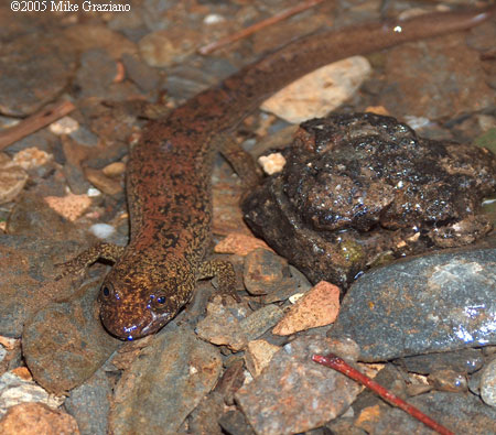 Desmognathus quadramaculatus