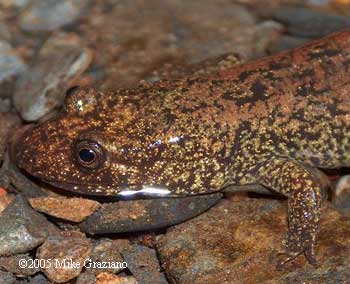 Desmognathus quadramaculatus