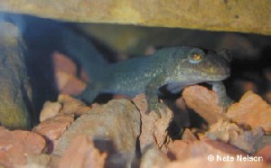 Desmognathus brimleyorum