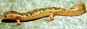 Desmognathus marmoratus