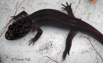 Dicamptodon ensatus