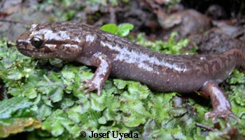 Dicamptodon tenebrosus