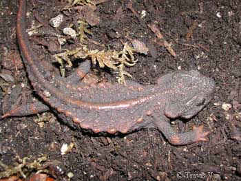 Echinotriton andersoni