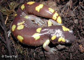 Ensatina eschscholtzii