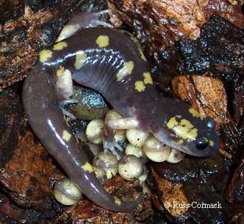 Ensatina eschscholtzii