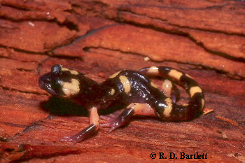 Ensatina eschscholtzii