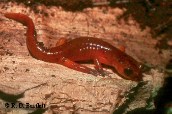 Ensatina eschscholtzii