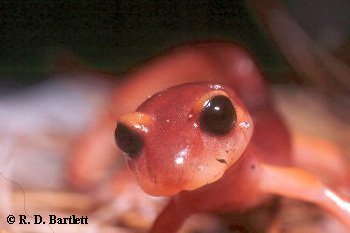 Ensatina eschscholtzii