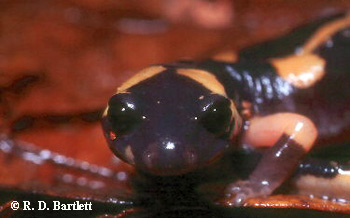 Ensatina eschscholtzii