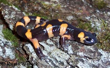 Ensatina eschscholtzii