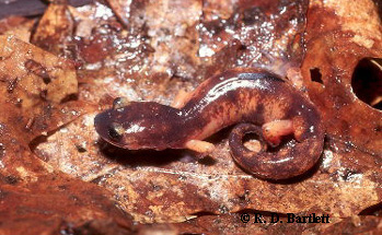 Ensatina eschscholtzii