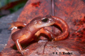 Ensatina eschscholtzii