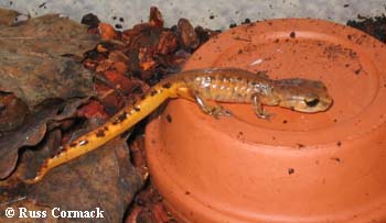 Ensatina eschscholtzii