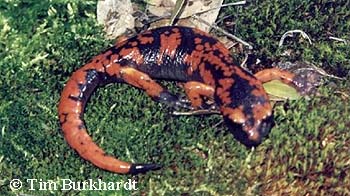 Ensatina eschscholtzii