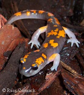 Ensatina eschscholtzii