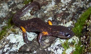 Ensatina eschscholtzii