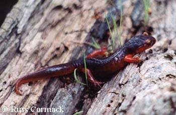 Ensatina eschscholtzii