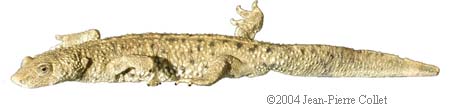 Calotriton asper