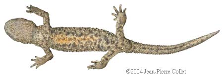 Calotriton asper