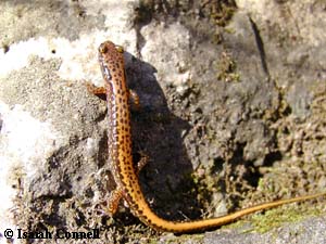 Eurycea longicauda melanopleura