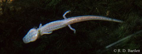 Eurycea waterlooensis