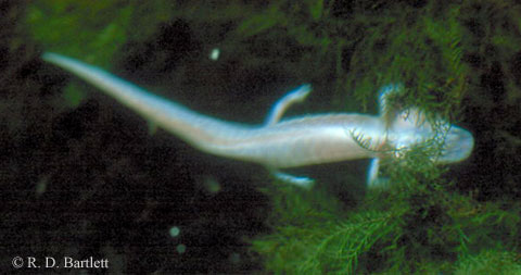 Eurycea waterlooensis