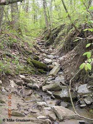 Eurycea habitat