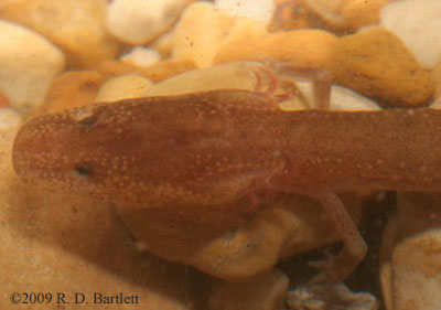 Gyrinophilus gulolineatus