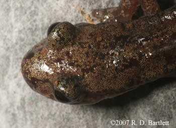 Hydromantes shastae