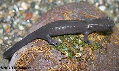 Hynobius boulengeri